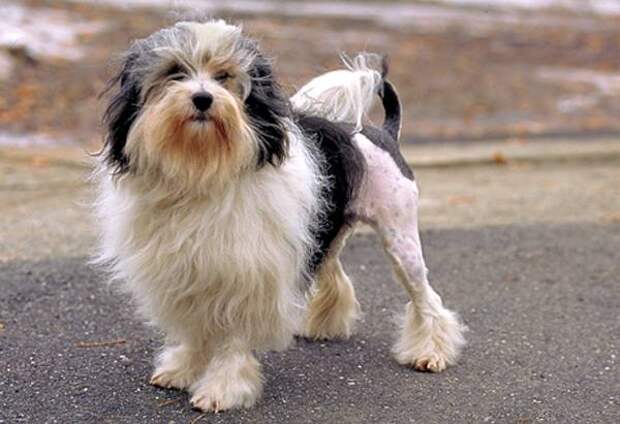 Лион-бишон, или львиная собачка, фото собаки картинка
