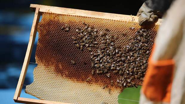 Особый праздник 17 января — Зосима Пчельник: история, традиции, приметы