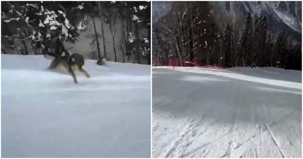 Преследовавшую сноубордиста собаку приняли за волка