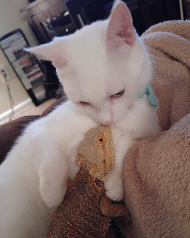 bearded-dragon-cat-friendship-sleep-together-charles-baby-31