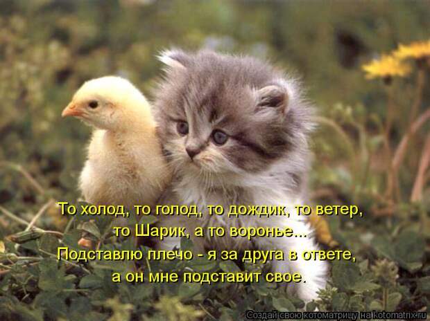 Котоматрица: То холод, то голод, то дождик, то ветер, то Шарик, а то воронье... Подставлю плечо - я за друга в ответе, а он мне подставит свое.