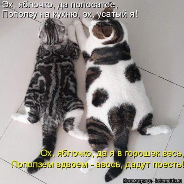 Свежая котоматрица (37 фото)