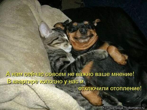 Новые котоматрицы за неделю