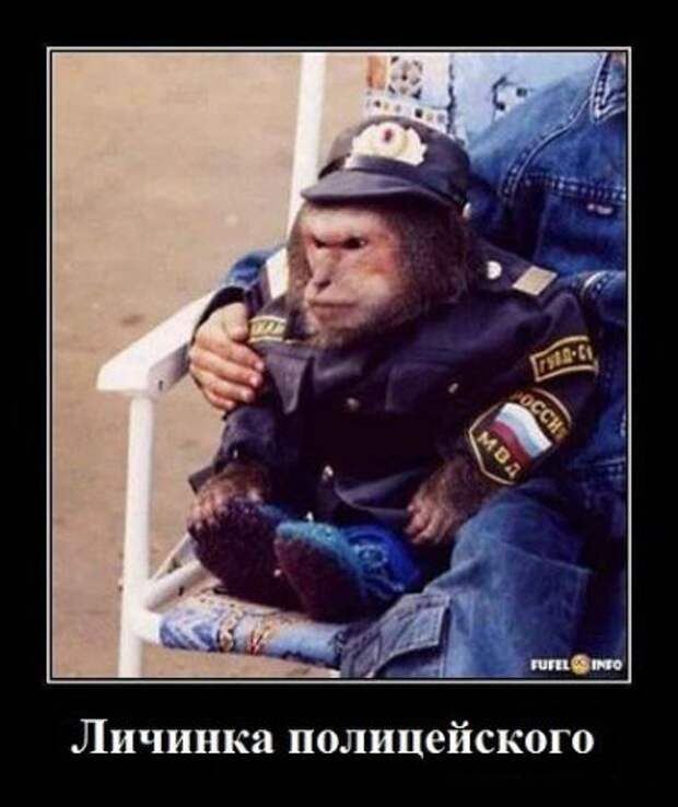Мои демотиваторы, оцените творчество.