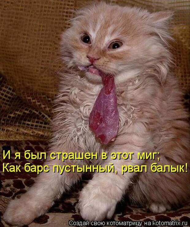 Лучшие котоматрицы за неделю