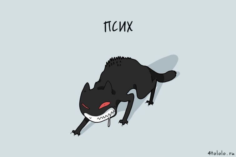 12 типов котов, типы котов, типы кошек