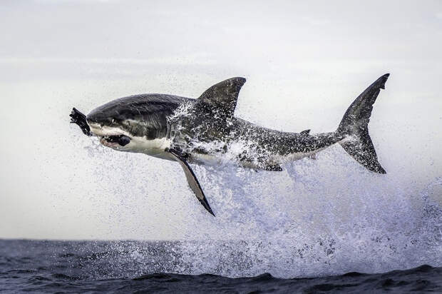 Большая белая акула кушает то ли морского котика, то ли тюленя кадр, мгновенье, фото