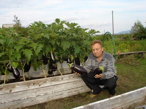 Изумительные урожайные грядки Игоря Лядова DSC00012 (600x450, 99Kb)