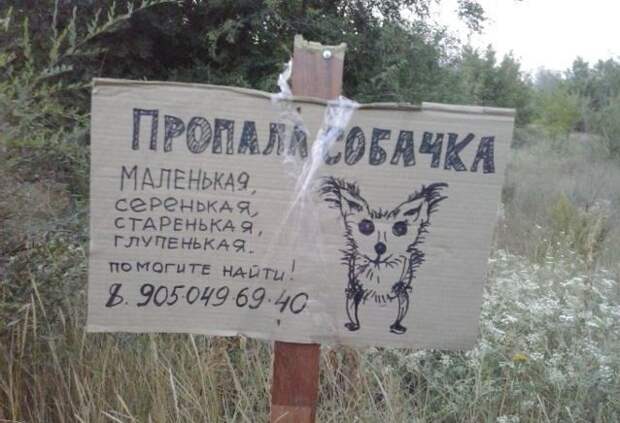 Забавные объявления о пропаже домашних животных (25 фото) 