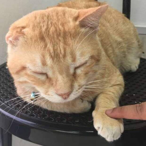 рыжий кот