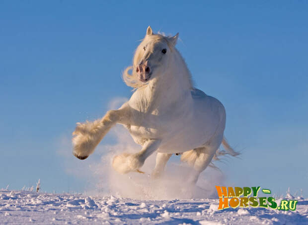 White shire horse running in the snow