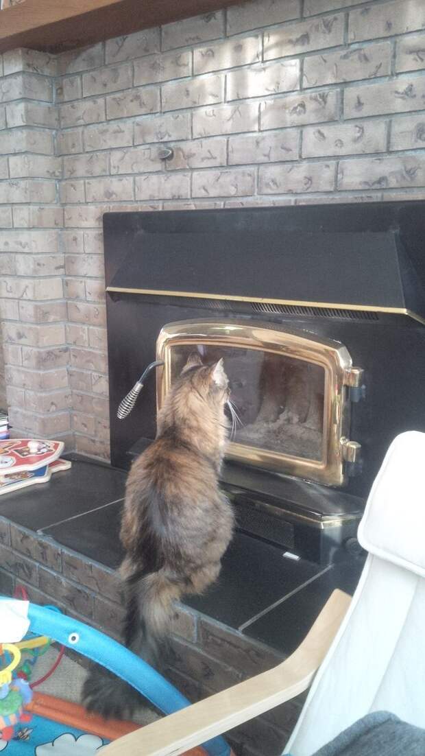 кот у камина