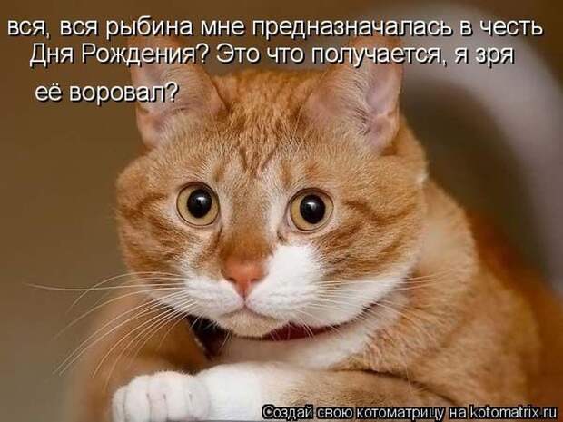 Лучшие котоматрицы недели