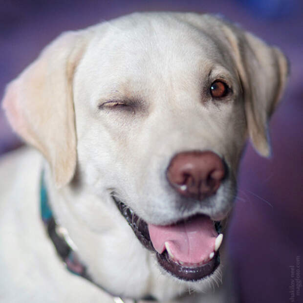 Фото: Shakilov Neel