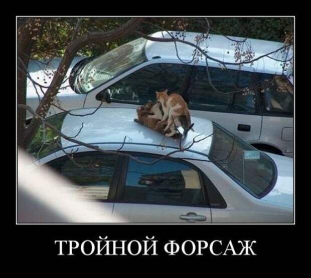 Демотиваторы смешные и новые с приколом и забавным смыслом.