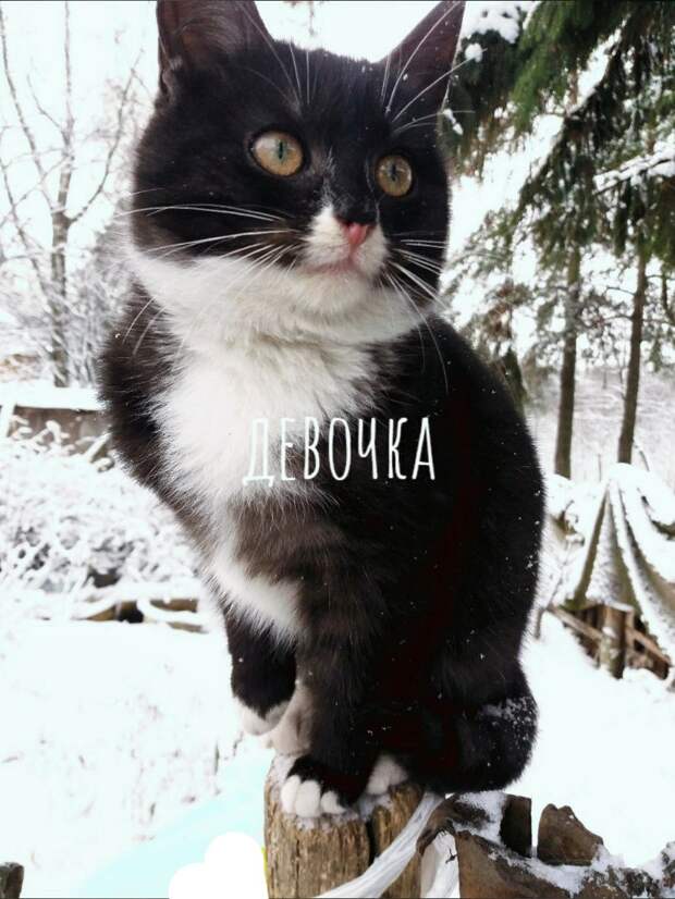 Возьмите в свой дом самый лучший "сладкий подарочек"!
