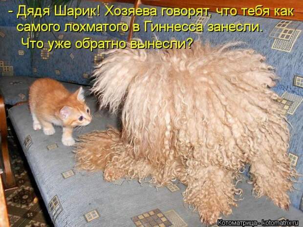 Клёвые отрывные котоматрицы (30 фото)