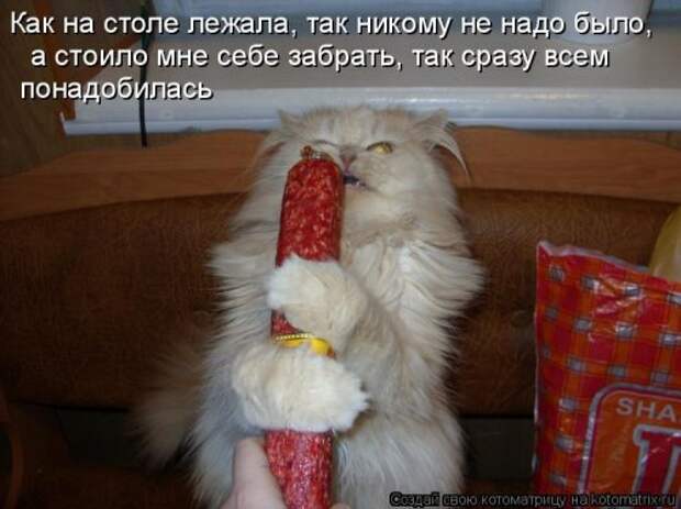 Новая отличная котоматрица (37 фото)