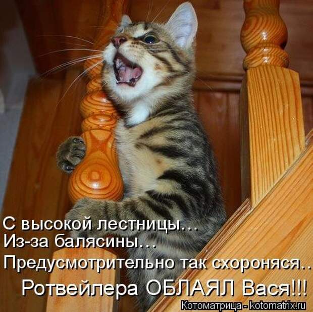 Лучшая котоматрица недели (35 фото)