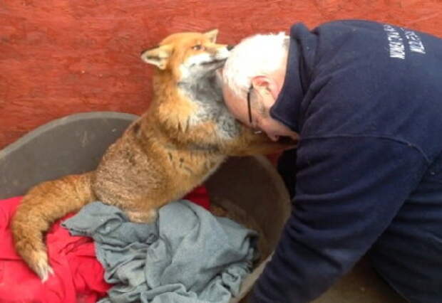 Этот мужчина спас лису из собачьего приюта… Ее ответная благодарность не знает границ