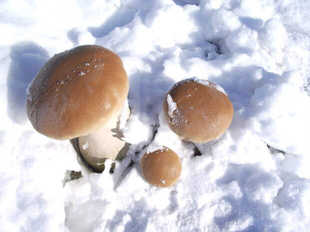 Зимой за грибами