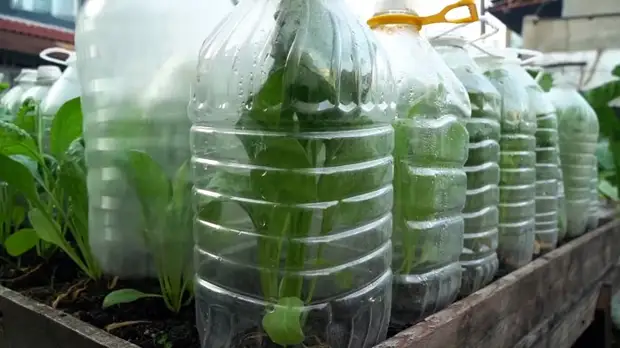 Как при помощи ПЭТ бутылок за полтора месяца вырастить запас шпината на весь год