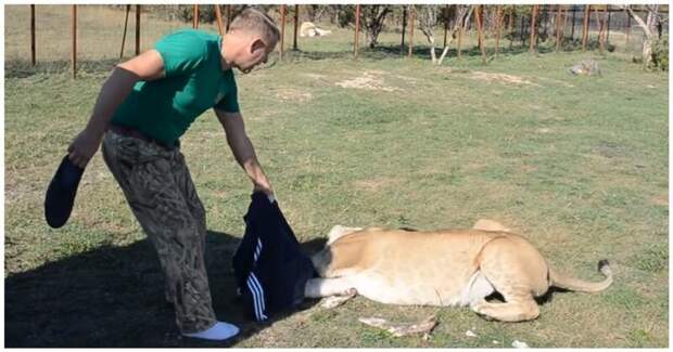 Львица попыталась украсть одежду посетителя крымского парка львов, но преданный лев пришел на помощь Тайган, видео, животные, крым, лев, львица, турист