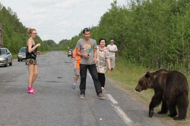 Встреча с медведем Ухта, медведь, сыктывкар