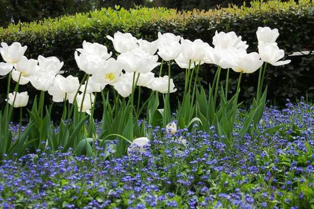 Тюльпан садовый сорта Cooper Image с незабудками, фото автора