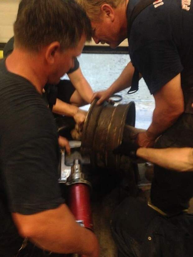 Как спасатели вытаскивали собаку, застрявшую головой в старом колесе (20 фото) Как спасатели вытаскивали собаку, застрявшую головой в старом колесе (20 фото)