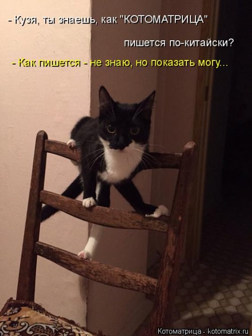 Свежая котоматрица (37 фото)