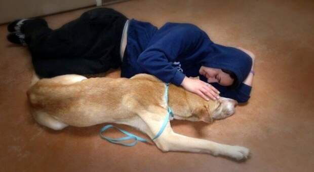 Как спасти озлобленную и одинокую бродячую собаку Как спасти озлобленную и одинокую бродячую собаку