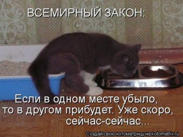 Котоматрица, прикольные коты с надписями.