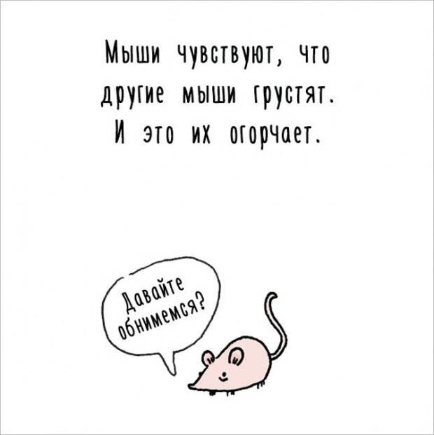 Интересные факты о животных в забавных рисунках (17 картинок)