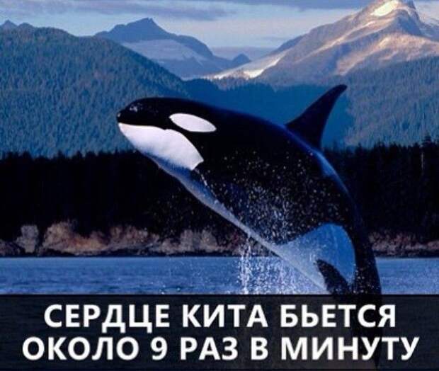 О самых интересных фактах в мире