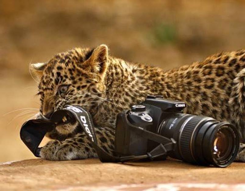 12 умилительных случаев, когда фотографа застали врасплох