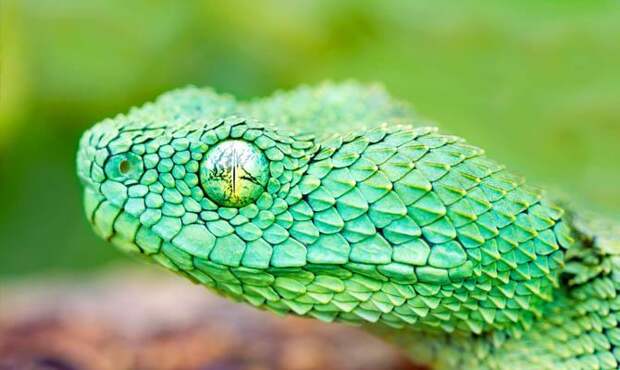 красивая змея, спячка змей, зеленая змея