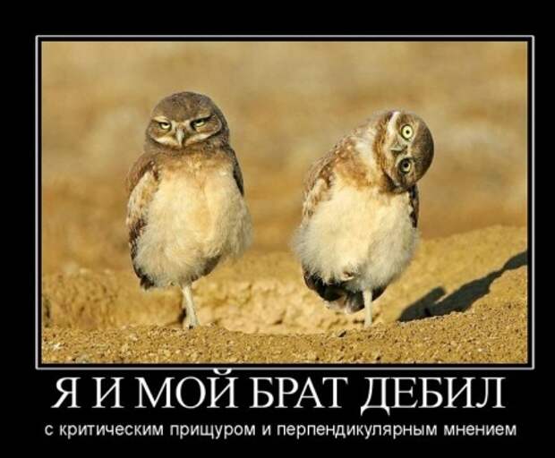 демотиваторы смешные картинки.