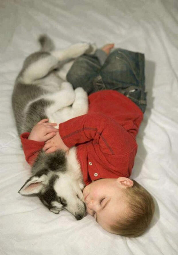 Сладкие сны  дружба, ребенок, собака