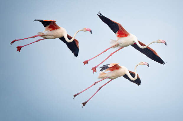 Venedik - Bursa rotasının flamingoları