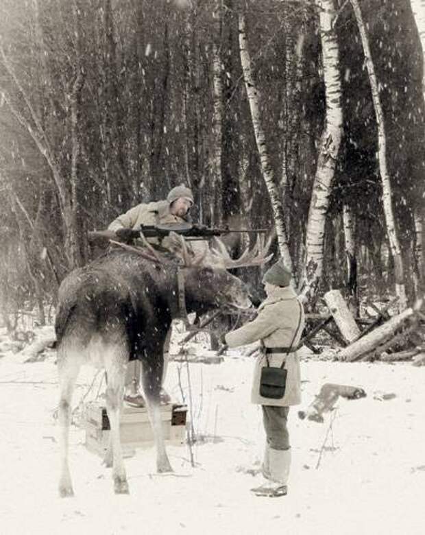 Лоси оправдали возложенные на них надежды, пугая до смерти финских солдат война, факты, финская война