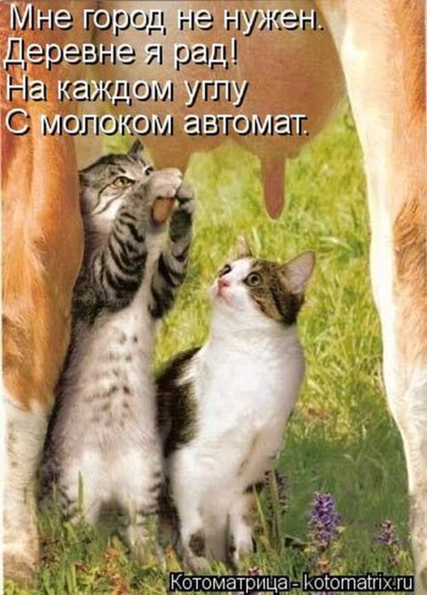 Котоматрицы(картинки с надписями)