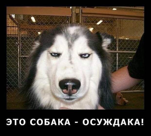 Виды собак