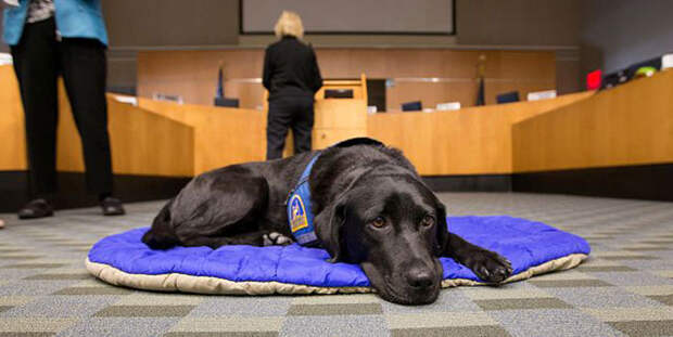 courthouse-dogs-calm-witness-victim-ellen-oneill-celeste-walsen-35
