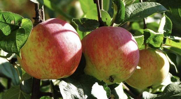 Антоновка и компания: яблони народной селекции