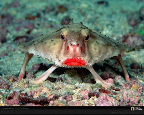Морской нетопырь (лат. Ogcocephalus) (англ. Batfish)