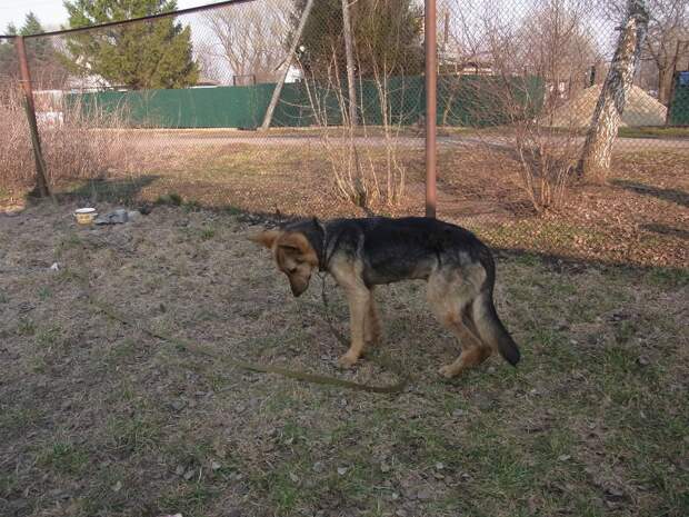 Про веселого Роджера))) Про веселого Роджера))) собаки, спасение