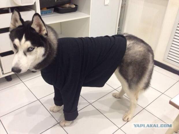 ЧудоХась