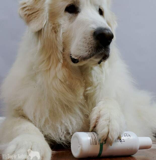 Why you should consider soap-free shampoo for your Great Pyrenees.