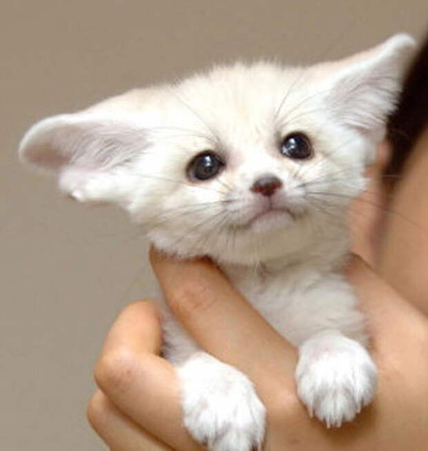 Детеныш фенека. Фото / fennec fox photo 